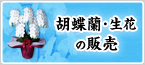 胡蝶蘭・生花の販売