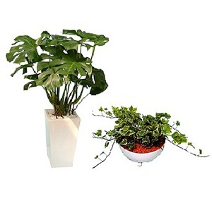 816900000001観葉植物