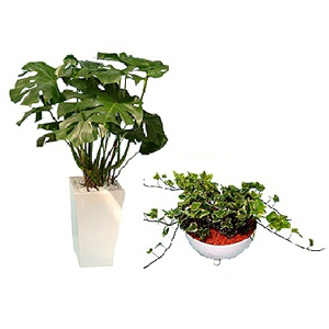 観葉植物(鉢植えタイプ）