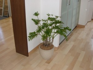植栽1