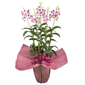 509500100601デンファレ