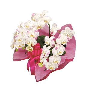 509500100851ミディ化粧蘭3本立