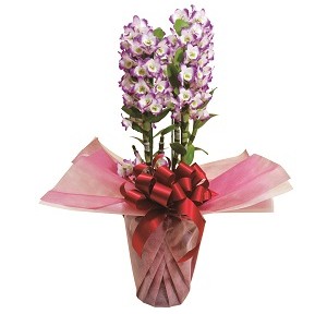 509500100631デンドロビューム