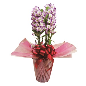 509500100631デンドロビューム 509500100631デンドロビューム