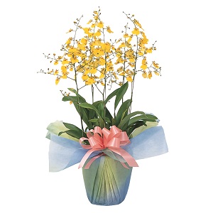 509500100611オンシジューム