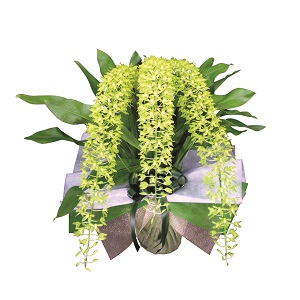 509500100621グラマトフィラム