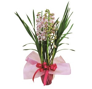 509500100641シンビジューム