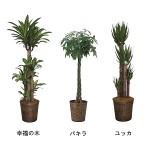 509500100701観葉植物