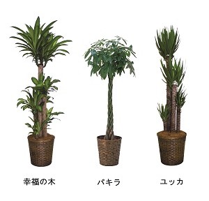 509500100701観葉植物