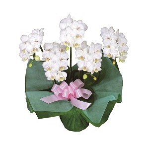 509500100552ミディ胡蝶蘭5本立