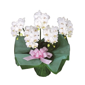 509500100552ミディ胡蝶蘭5本立 509500100552ミディ胡蝶蘭5本立