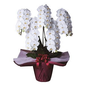 509500100501胡蝶蘭(5本立)65輪前後